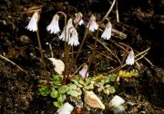 Soldanella minima